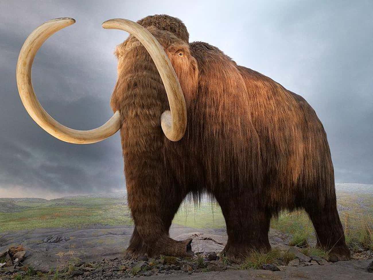 Woolly Mammoths Were Roaming The Earth When The Pyramids Were Built
