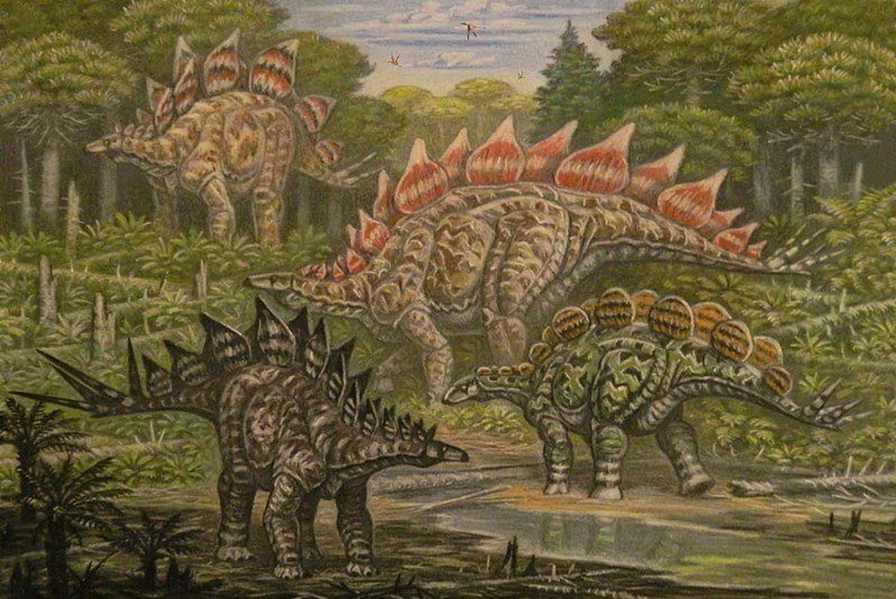 Tyrannosaurus Rex And Stegosaurus Lived About 80 Million Years Apart