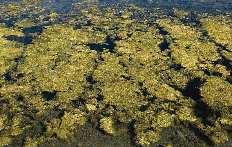 Horseshoe Crabs Are 450 Million Years Old, But Some Algae Have Lived More Than Twice As Long
