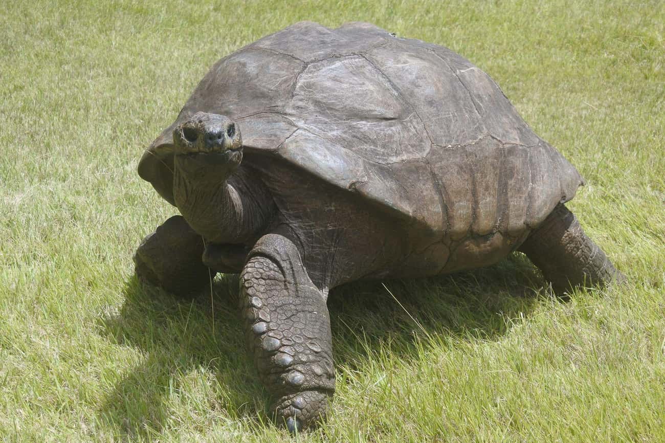 Jonathan The Seychelles Tortoise - 189 Years Old
