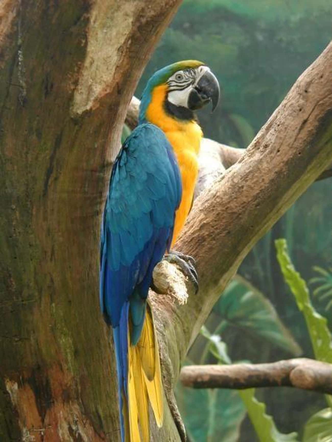 Charlie The Macaw - 114 Years Old