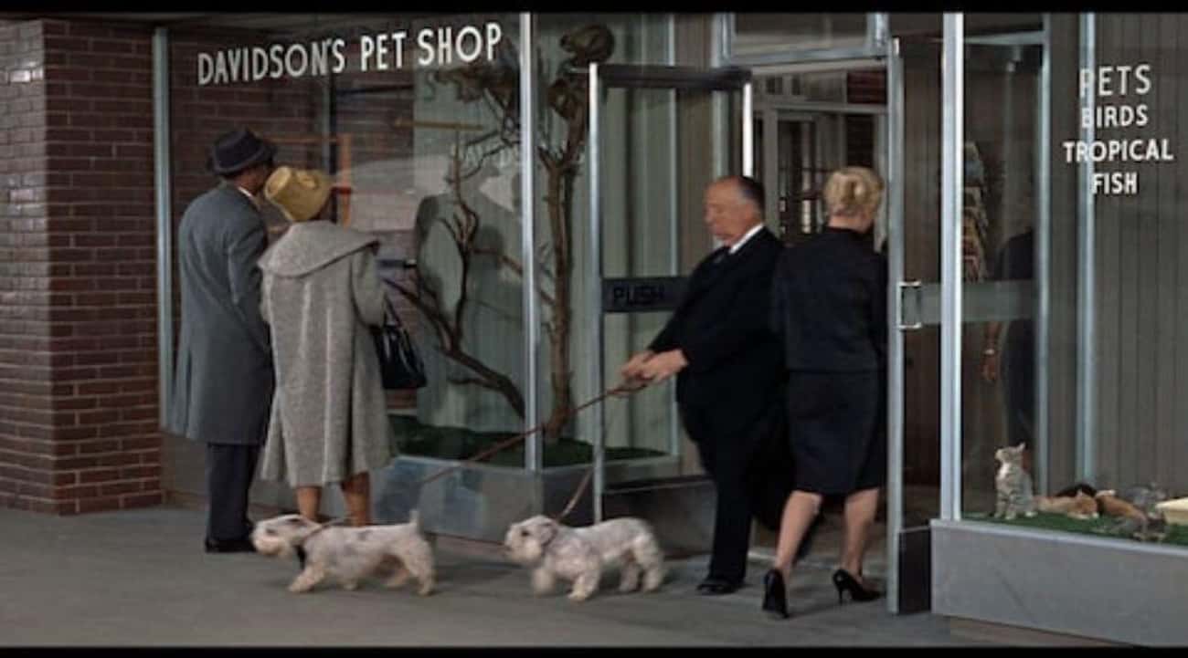Alfred Hitchcock In 'The Birds'