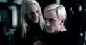 The Family's Motto Is All About Blood Purity on Random Things You Didn't Know About The Malfoy Family