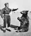 The Polish Army Employed A Bear During World War II on Random Real Facts That Sound Made Up, But Aren't