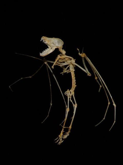 Wild-Looking Animal Skeletons That Made Us Say 'Whoa'