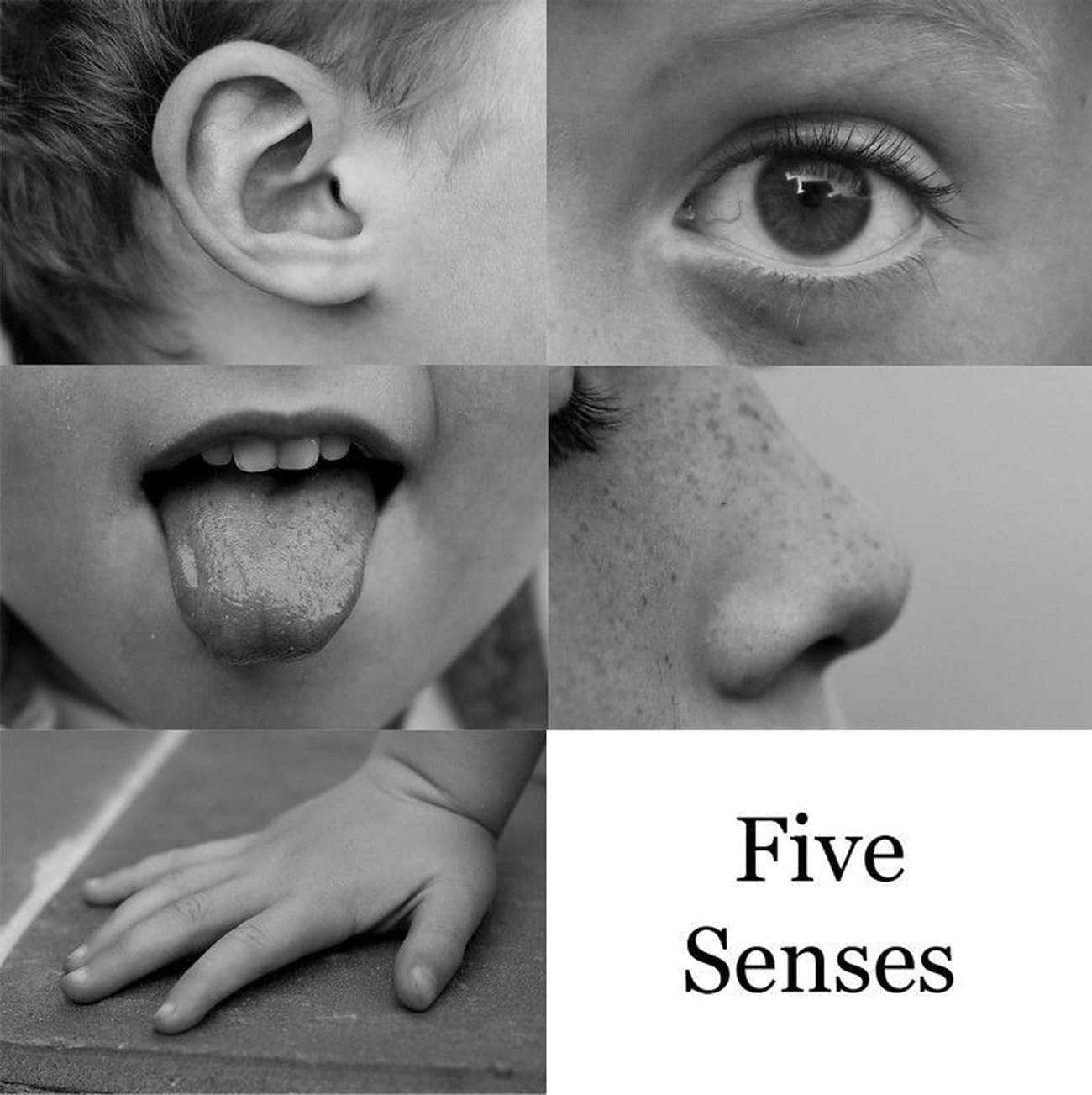 Myth: You Have Only Five Senses