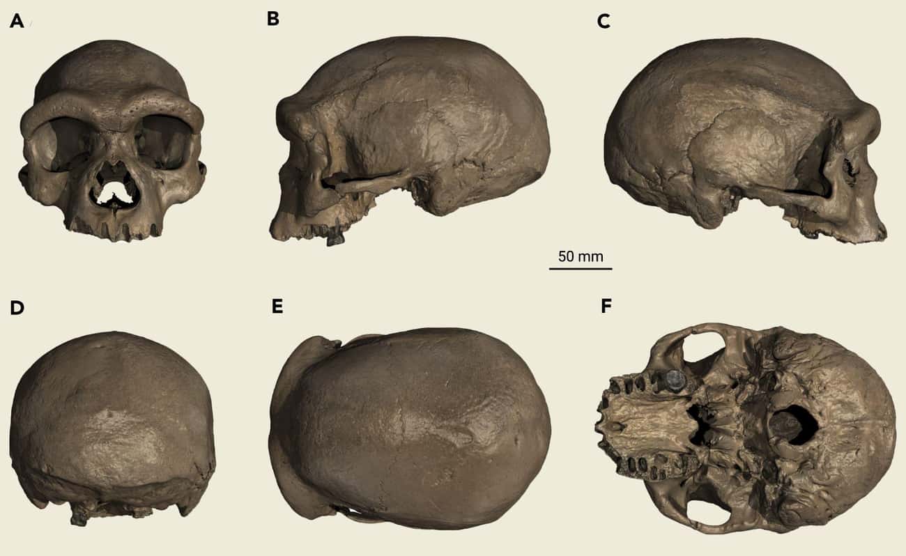 A 146,000-Year-Old Skull Found In China Might Represent A New Human Species