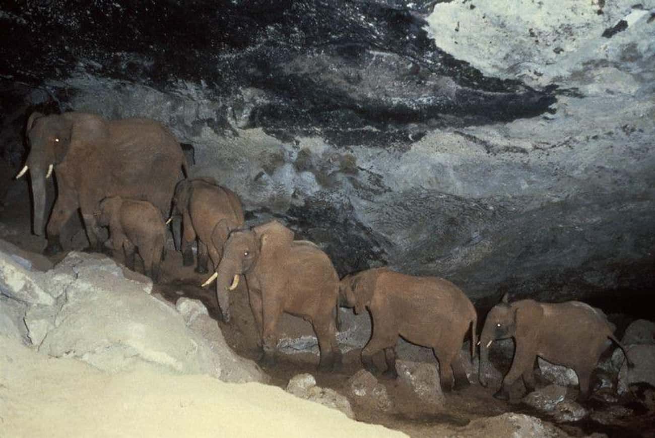 Почему в пещерах холодно. Пещера КИТУМ Африка. Пещера КИТУМ Кения. Пещера КИТУМ подземные слона. Обитатели пещер.