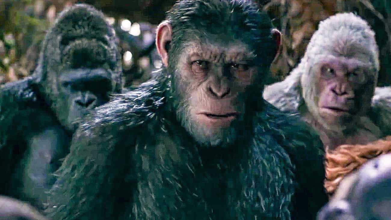 Планета обезьян 2024 год. Энди Серкис Планета обезьян. Планета обезьян ребут. Планета обезьян королевство.