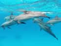 Dolphins Sometimes Hunt In Massive Groups Of 1,000 on Random Dark Facts About Dolphins