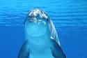 Dolphins Commonly Carry STDs on Random Dark Facts About Dolphins