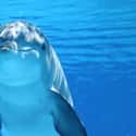 Dolphins Commonly Carry STDs on Random Dark Facts About Dolphins