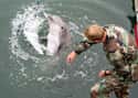 The Navy Trained Dolphins To Target Human Enemies on Random Dark Facts About Dolphins