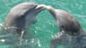 Male Dolphins Form Homosexual Relationships To Pursue Females Better on Random Dark Facts About Dolphins