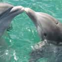 Male Dolphins Form Homosexual Relationships To Pursue Females Better on Random Dark Facts About Dolphins