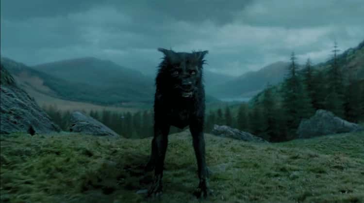 harry potter werewolf transformation