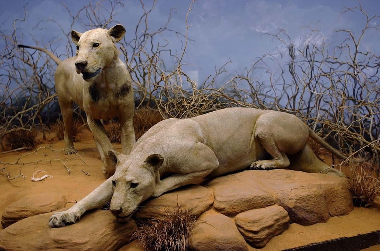 The Man-Eating Lions Of Tsavo Slew 35 People And Inspired A Movie