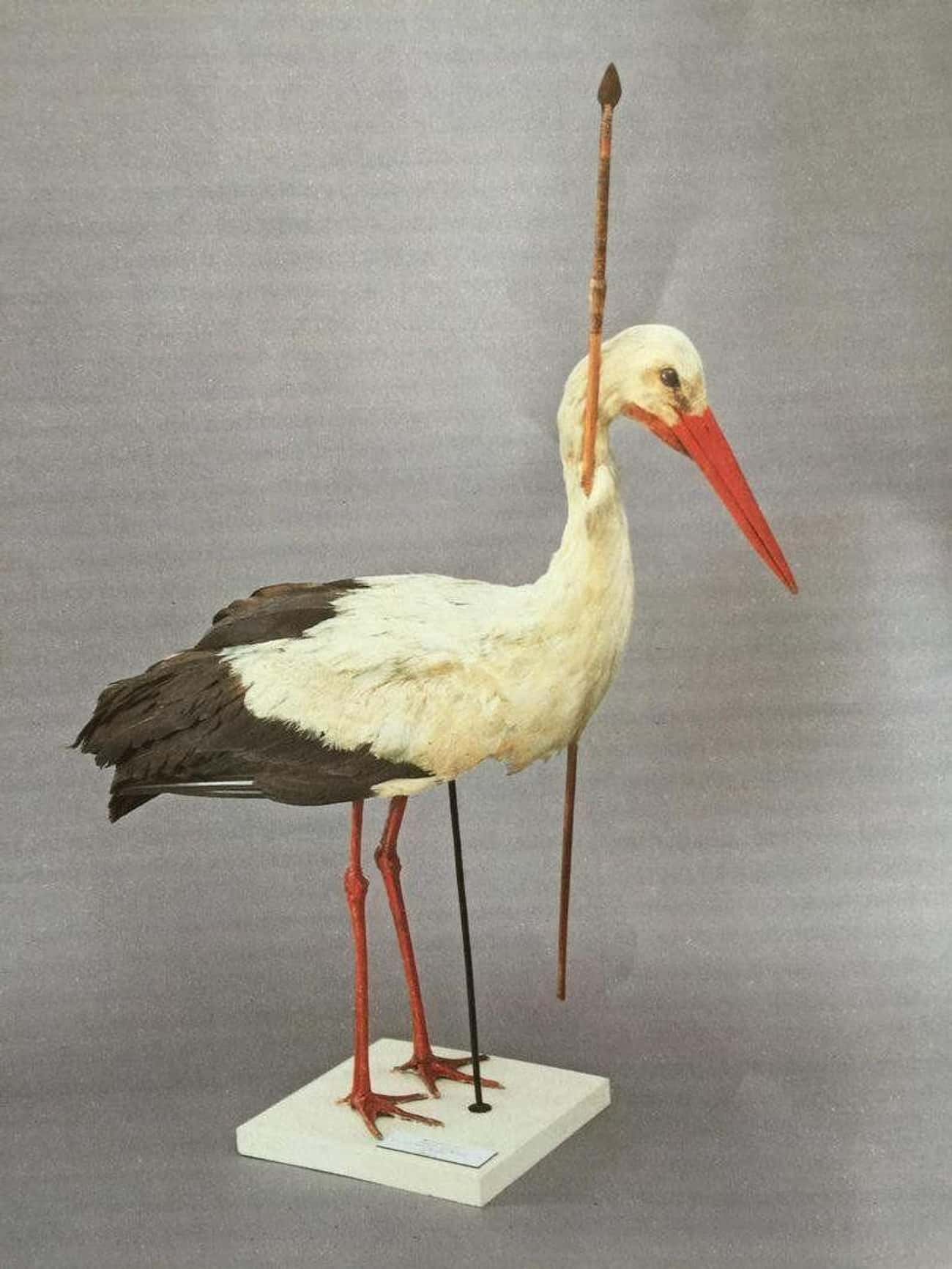 A Stork With A Spear In Its Neck In 1822 Finally Taught Us About Bird Migration