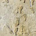 The Oldest Fossilized Human Footprints In North America Were Found In New Mexico  on Random Groundbreaking Archaeological Finds That Have Been Discovered Since You Were In School