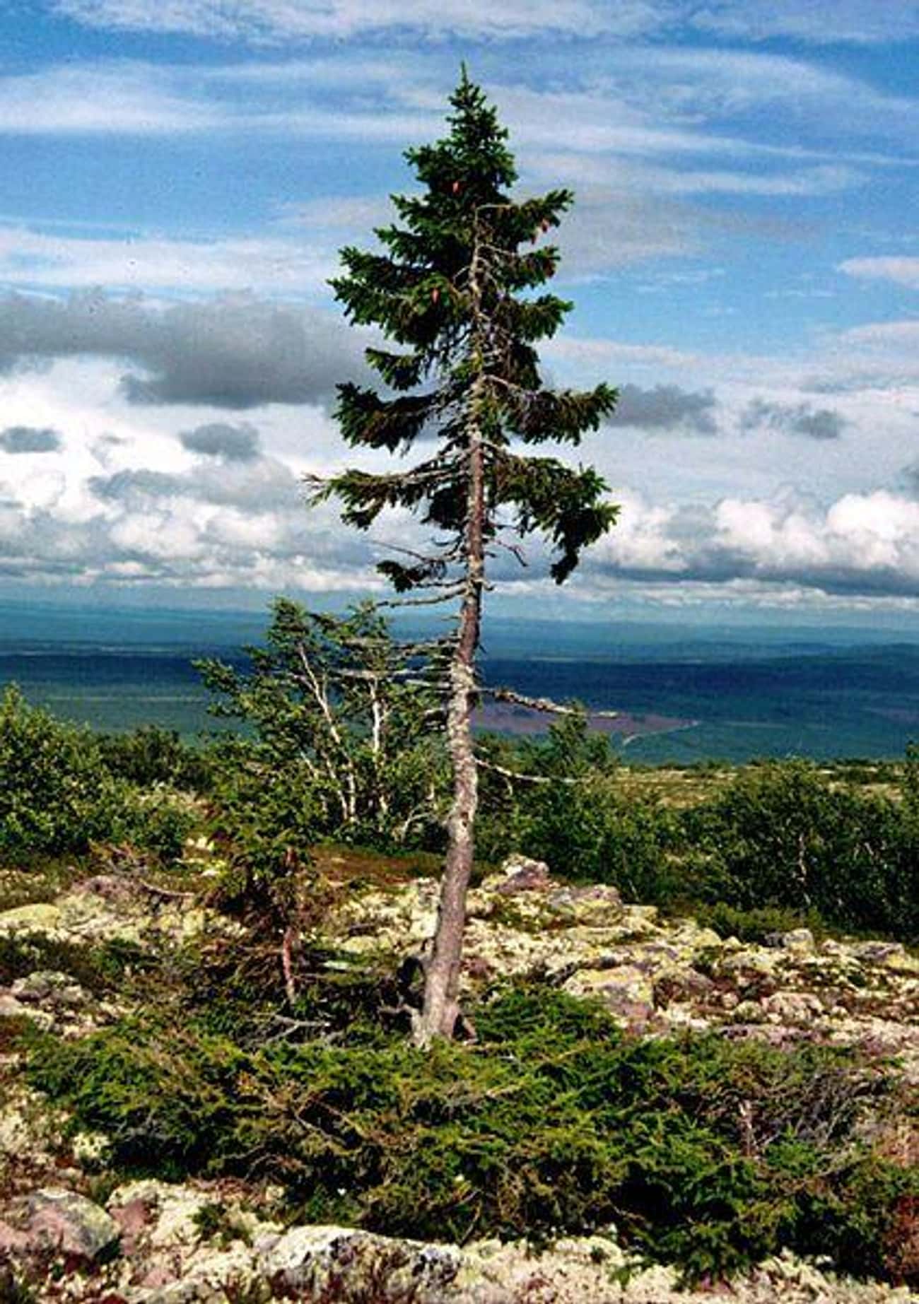 What's The Oldest Living Tree On Earth?