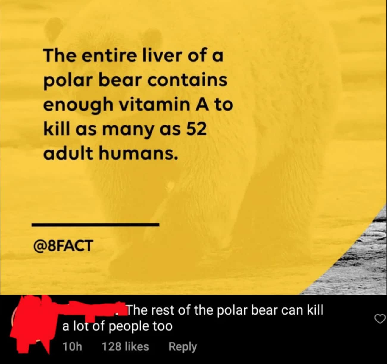 Polar Bears Are Dangerous In A Variety Of Ways