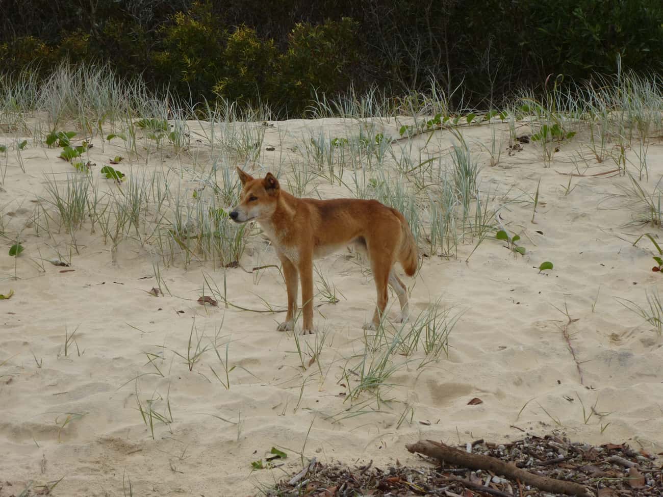Azaria Chamberlain's Parents Claimed A Dingo Stole Her, But Authorities Refused To Believe Them 