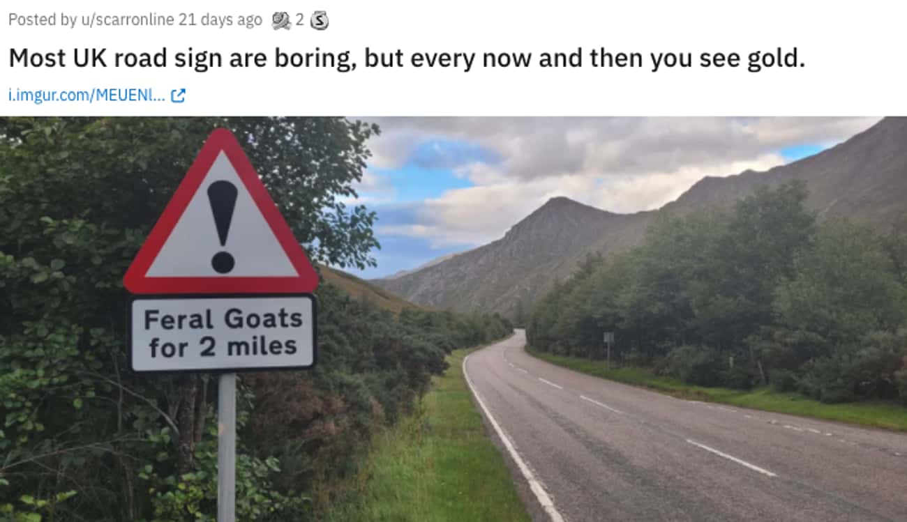 Feral Goats