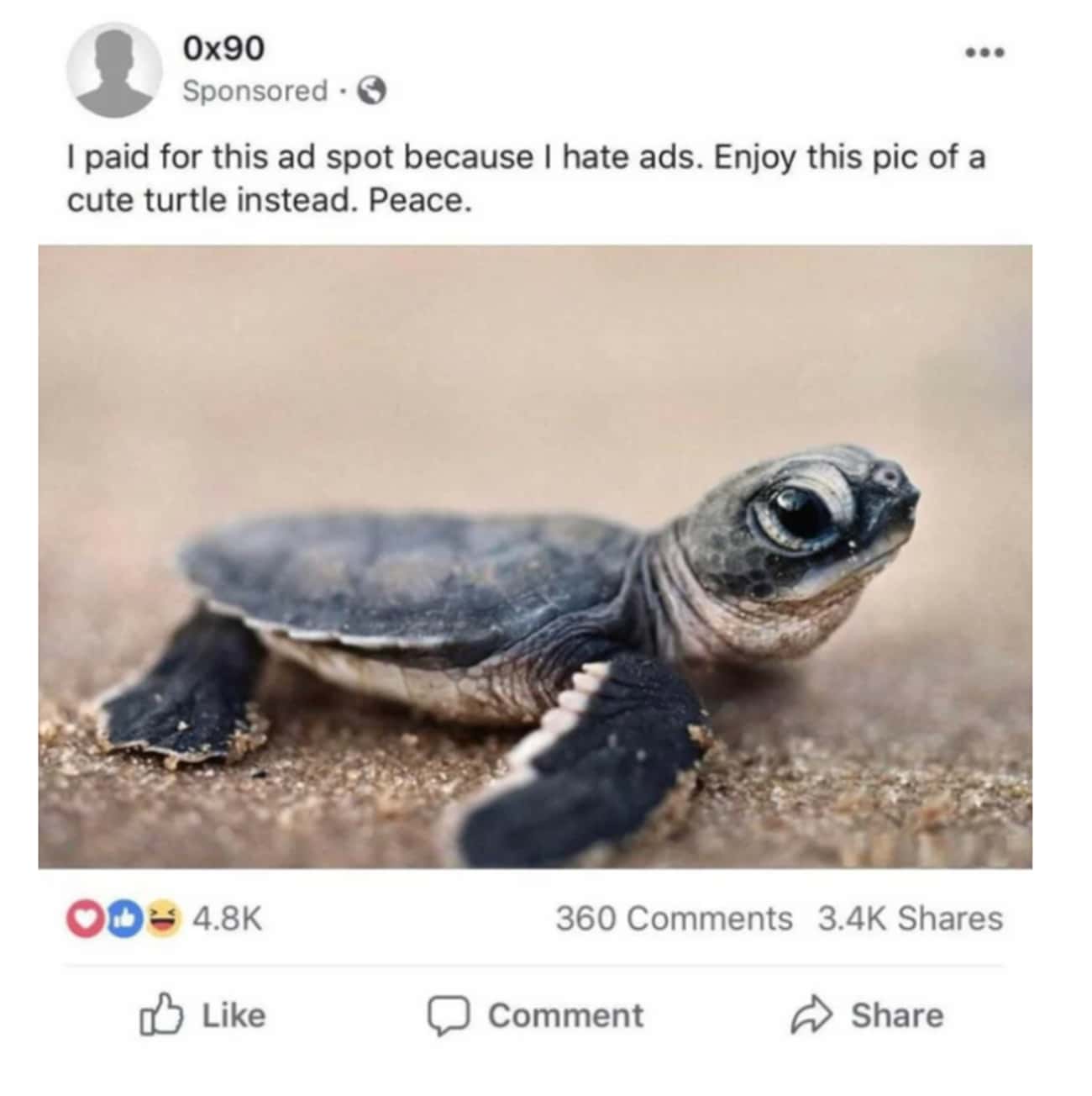 Turtle Ad