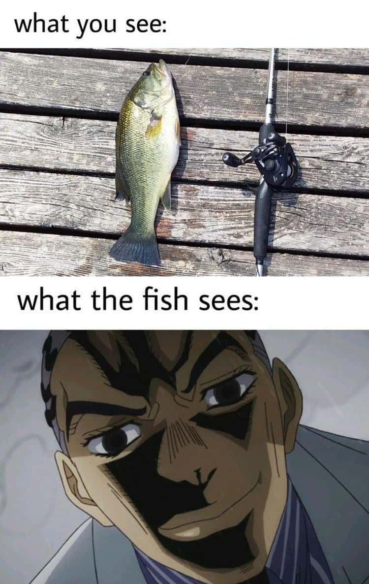 33 Fishing Memes That Had Us Reeling With Laughter