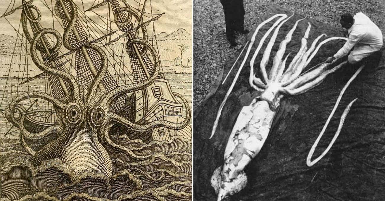 Norsemen Thought The Giant Squid Was The Ship-Destroying Kraken