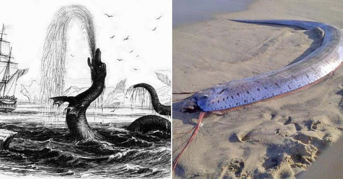 Many Seafarers May Have Mistaken The Oarfish For Sea Serpents