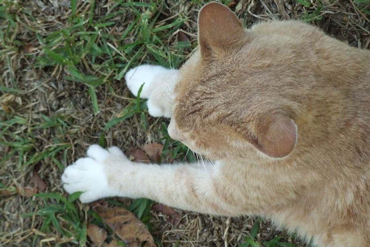 Cats With Extra Toes Are More Prevalent In New England, As They Were Brought By Sailors Who Considered Them Lucky