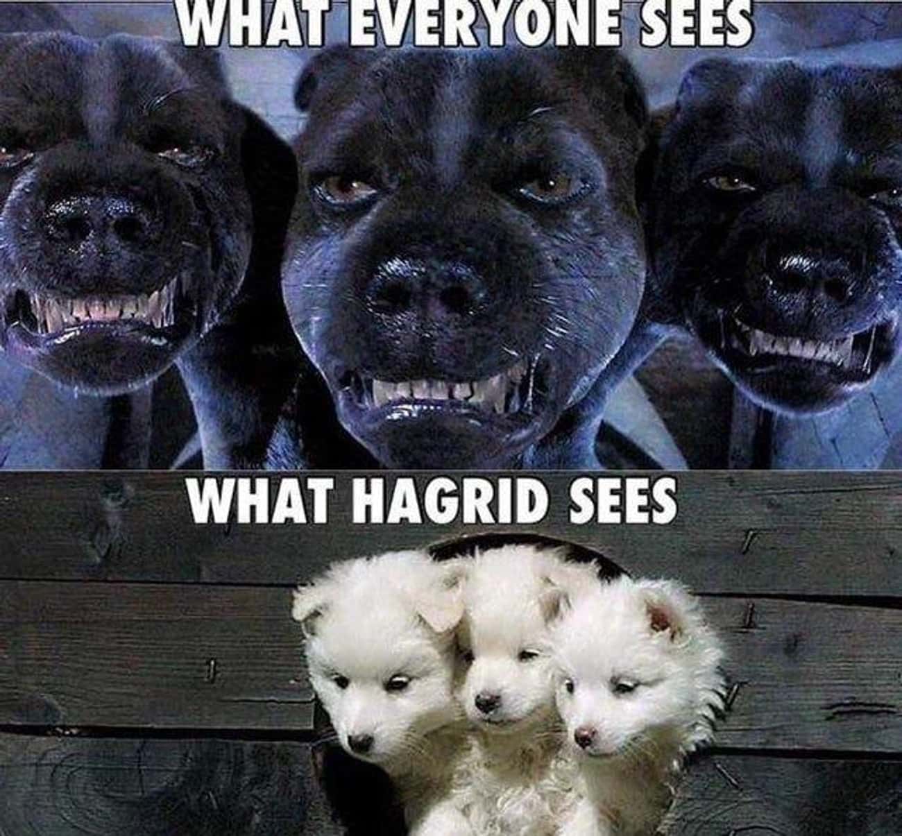 What Hagrid Sees