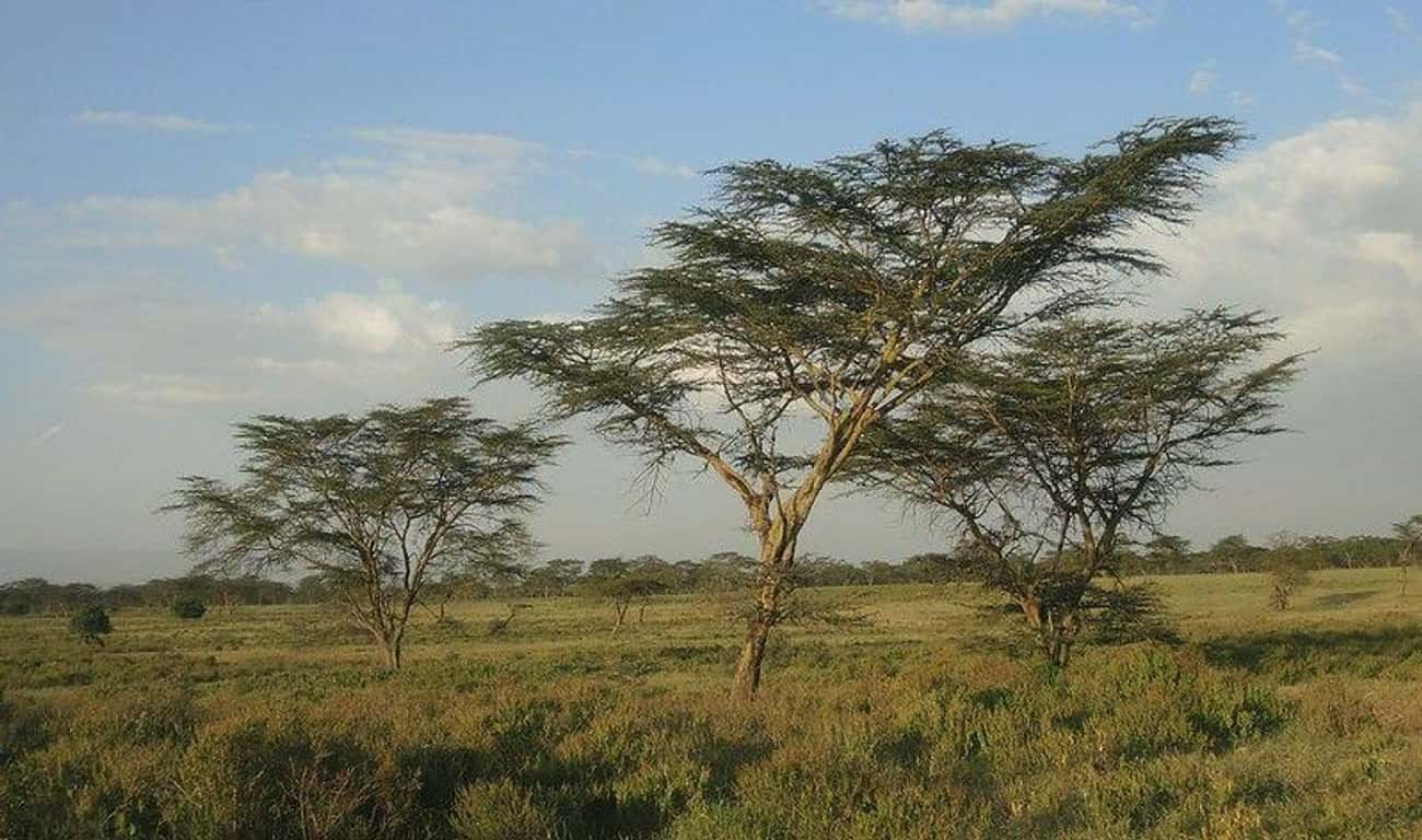 Overgrazed Acacia Trees Can Send Chemical Signals To Other Trees That Turn Them Lethal