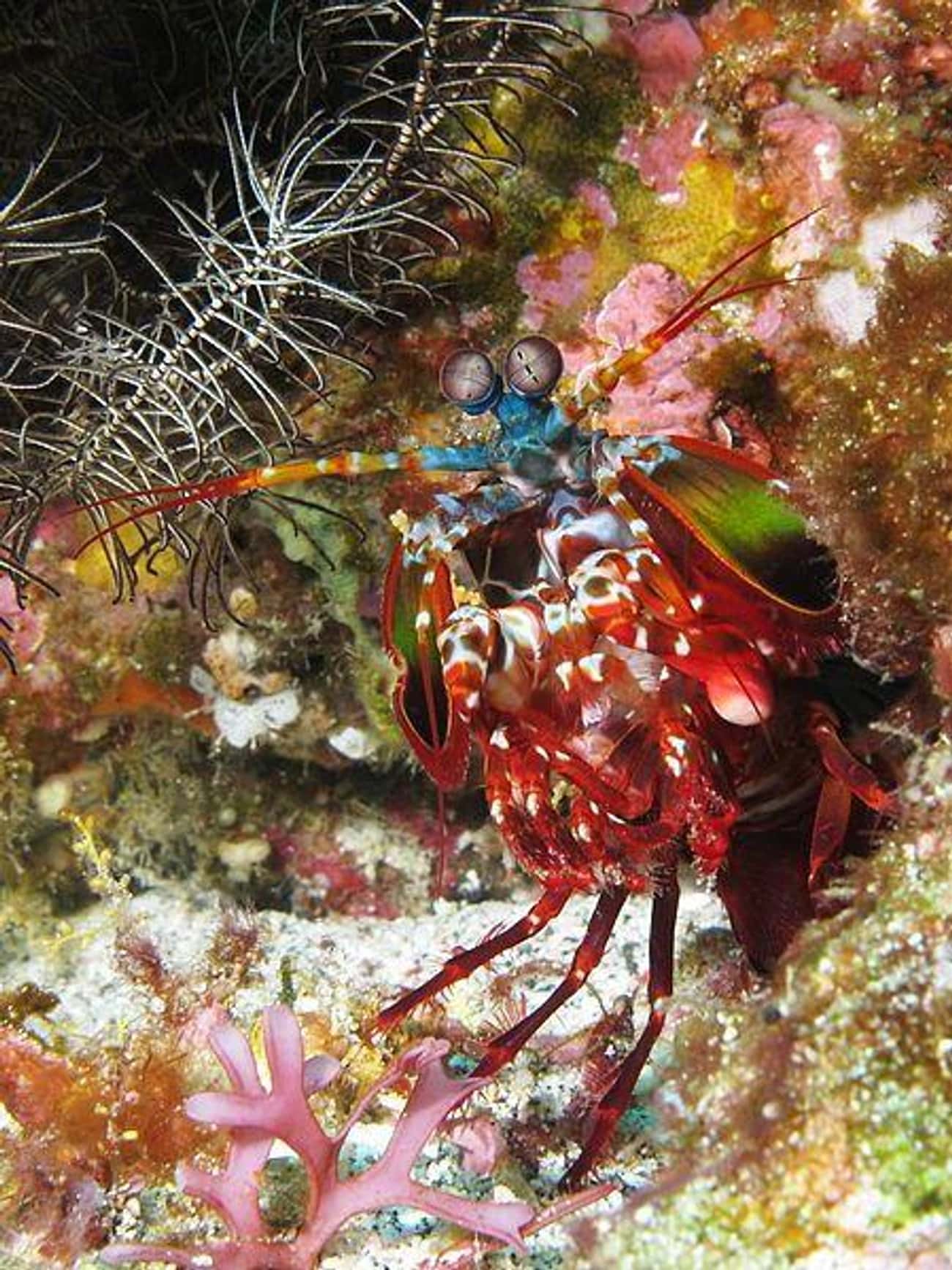 Mantis Shrimp Have The World's Fastest Punch