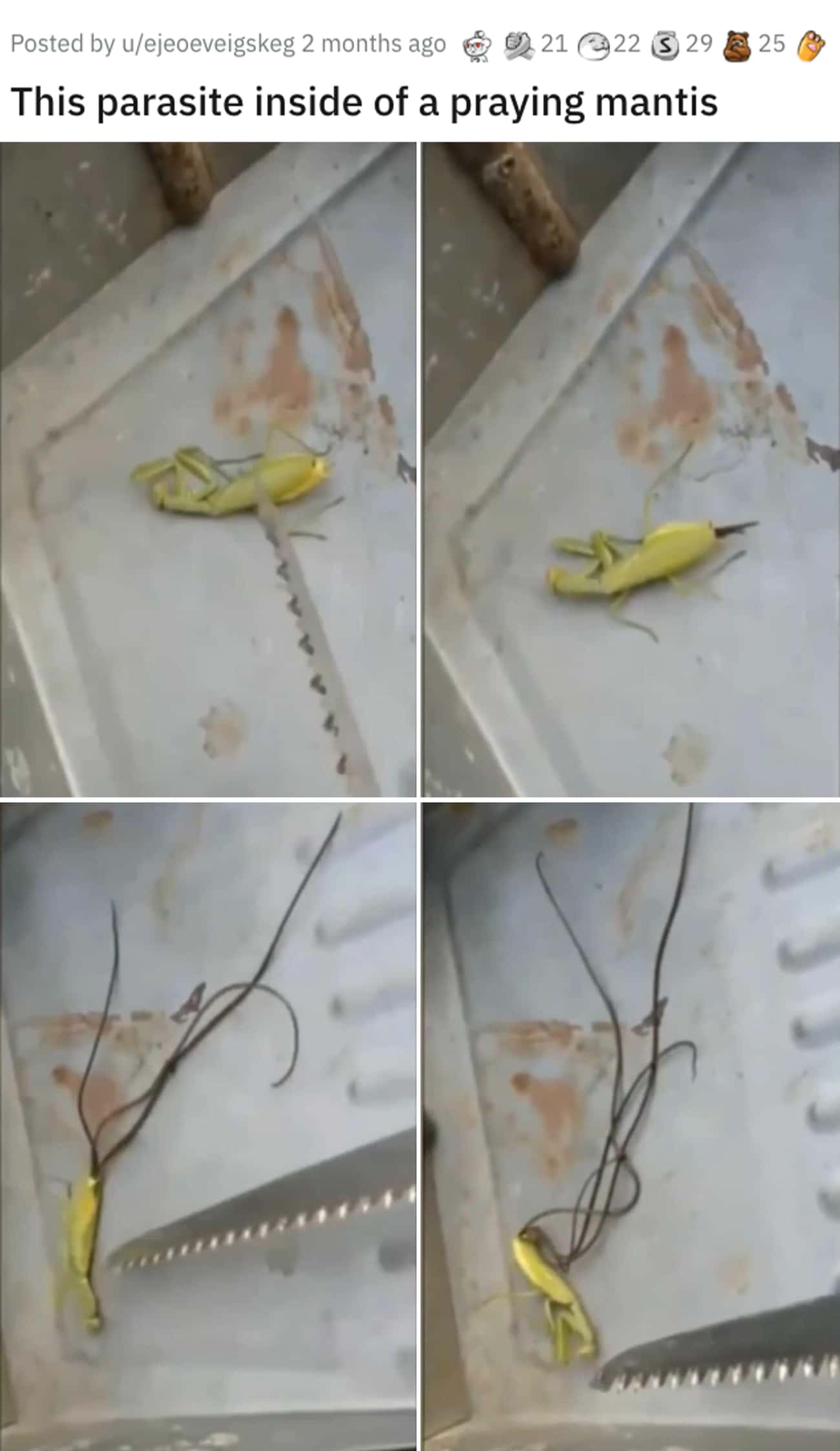 Parasite Living In A Praying Mantis