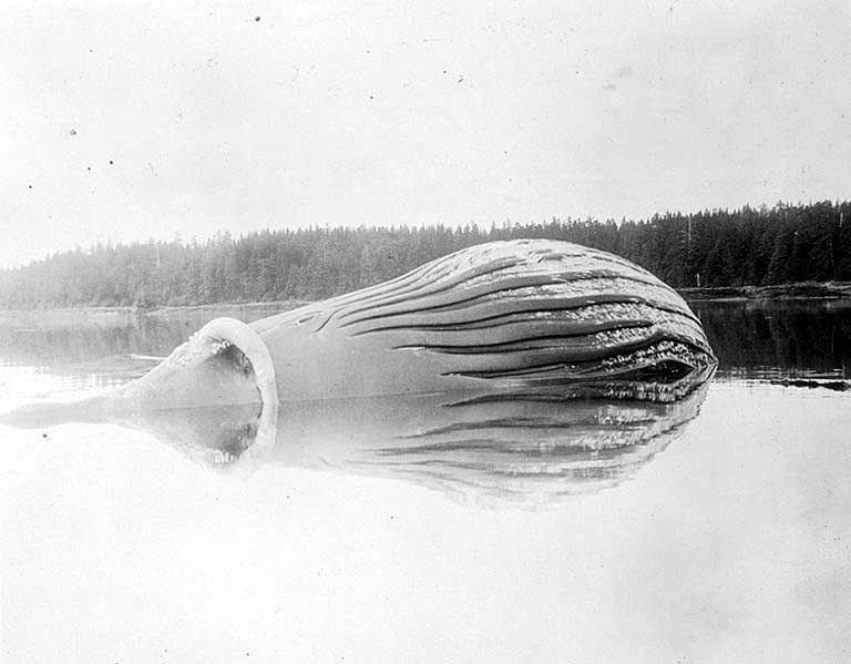 1910: A Whale's Remains In Alaska