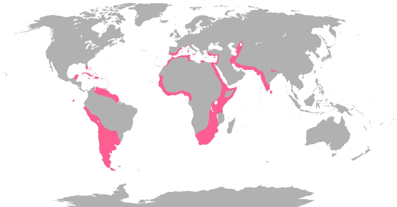 The Range Of Flamingos Worldwide