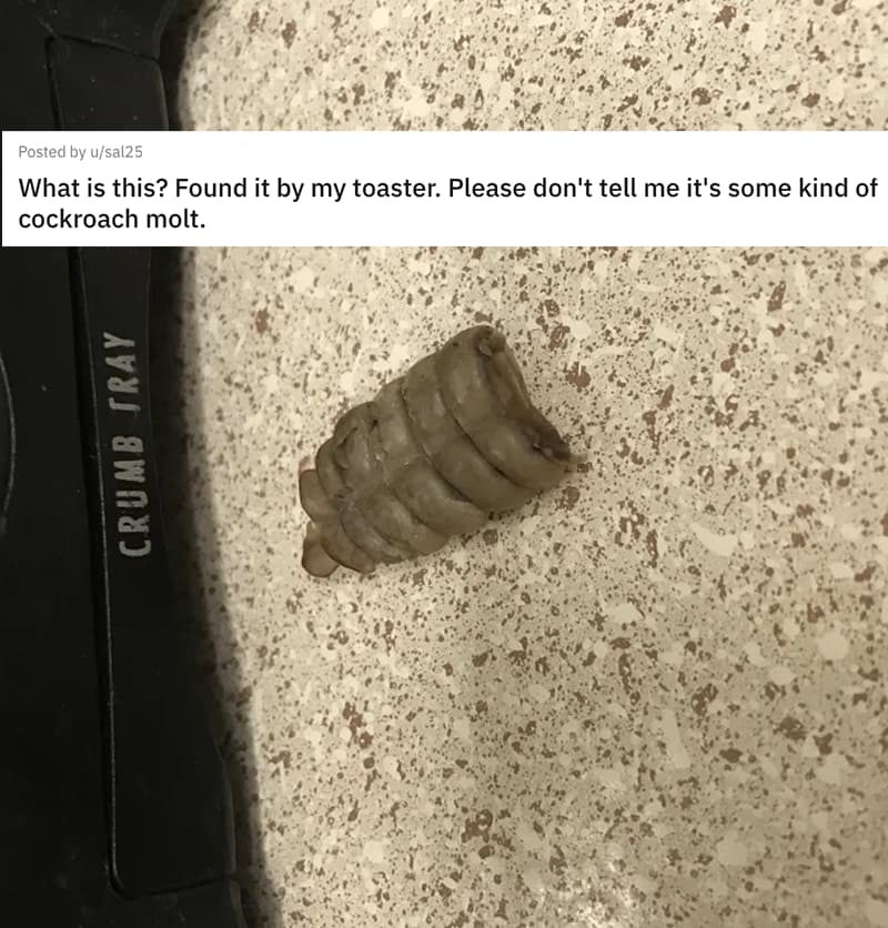 'What Is This? Found It By My Toaster. Please Don't Tell Me It's Some Kind Of Cockroach Molt'