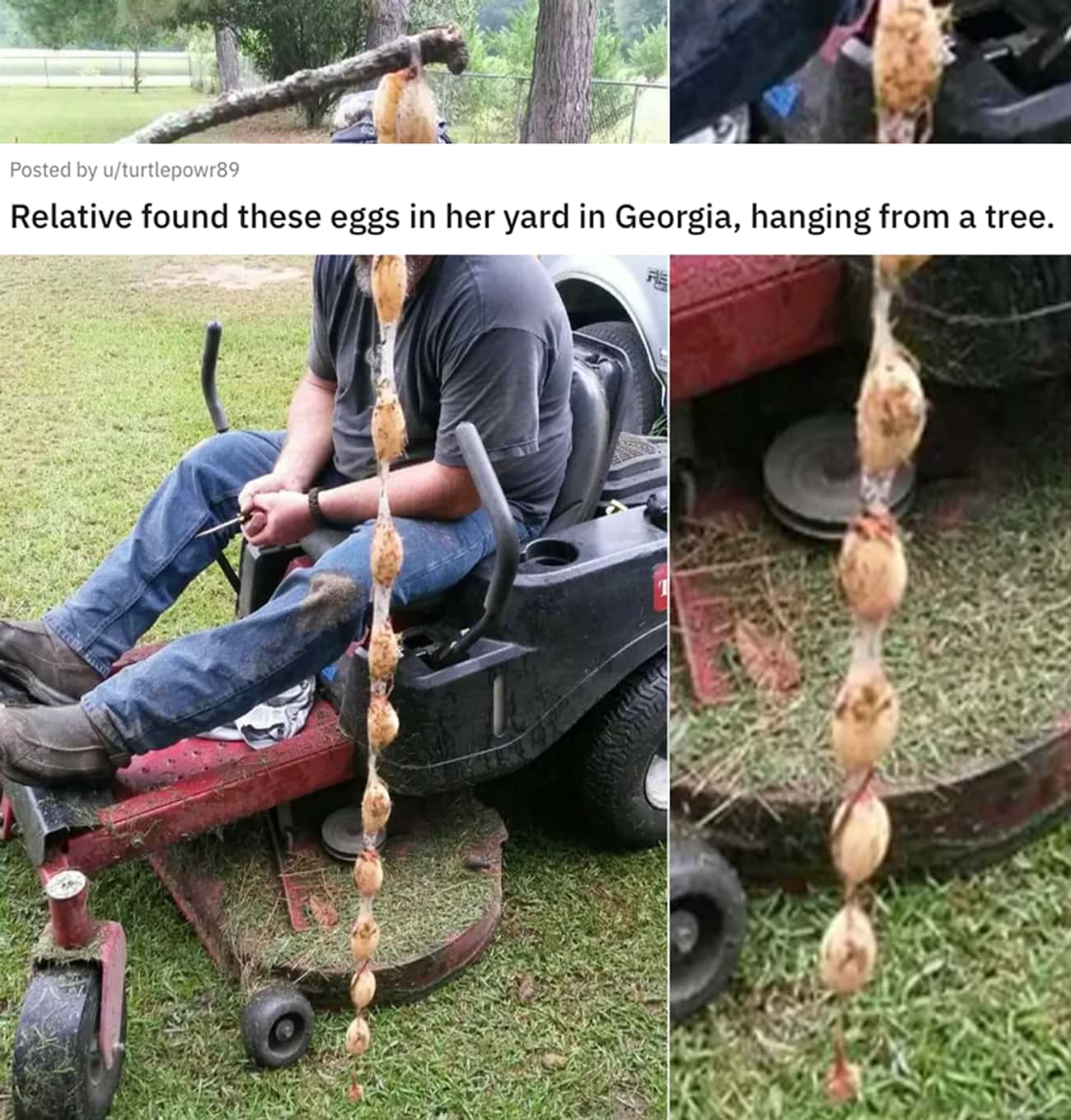 'Relative Found These Eggs In Her Yard In Georgia, Hanging From A Tree'