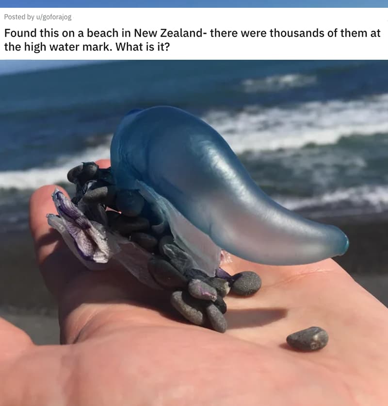 'Found This On A Beach In New Zealand - There Were Thousands Of Them At The High Water Mark. What Is It?'