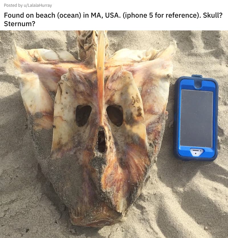 Found On A Beach In Massachusetts. Is It A Skull? A Sternum?