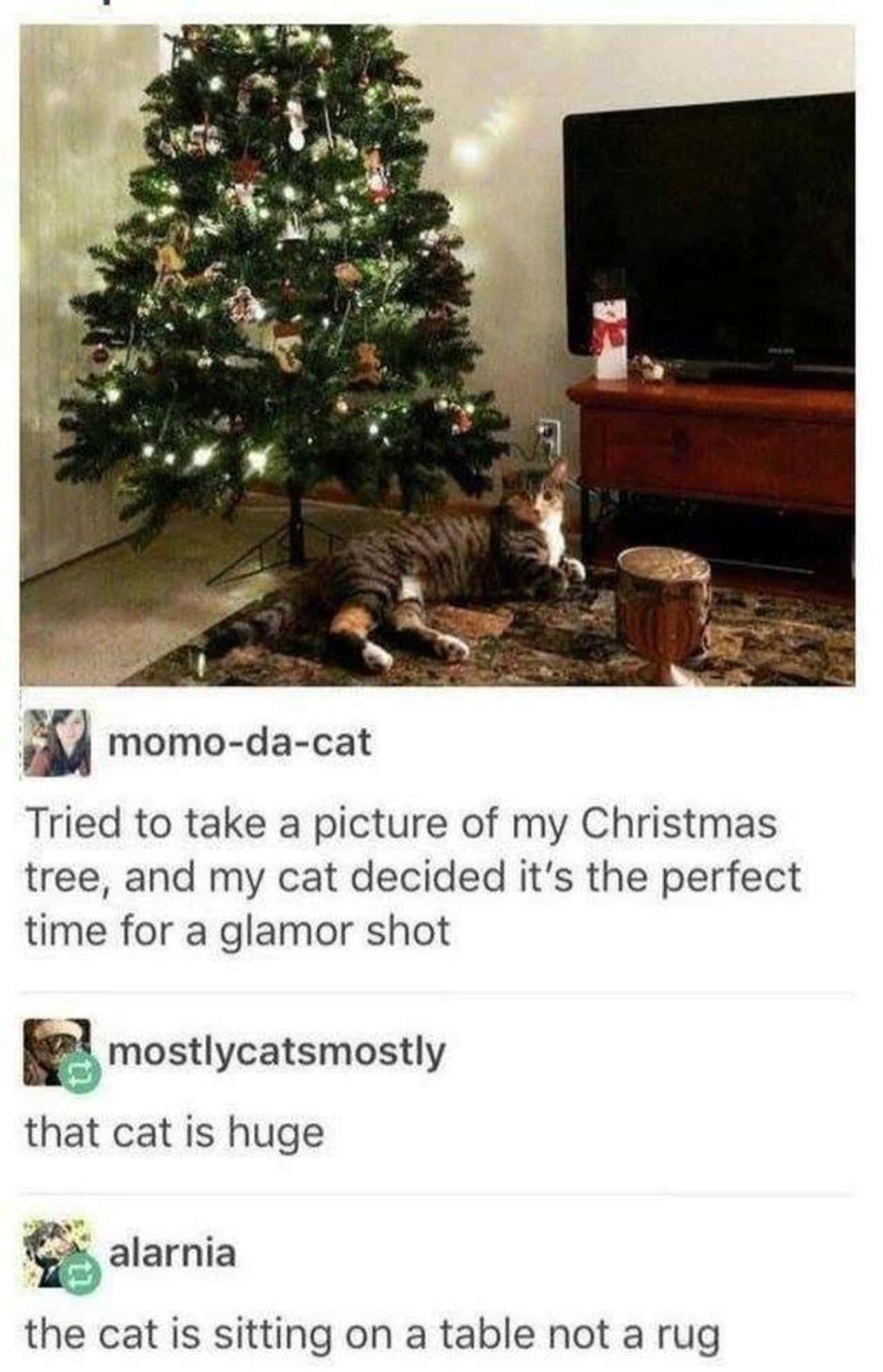 Not Actually A Giant Cat