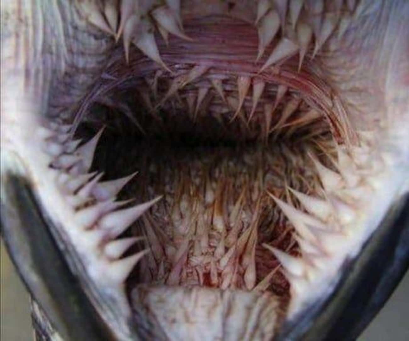 Inside The Mouth Of A Sea Turtle