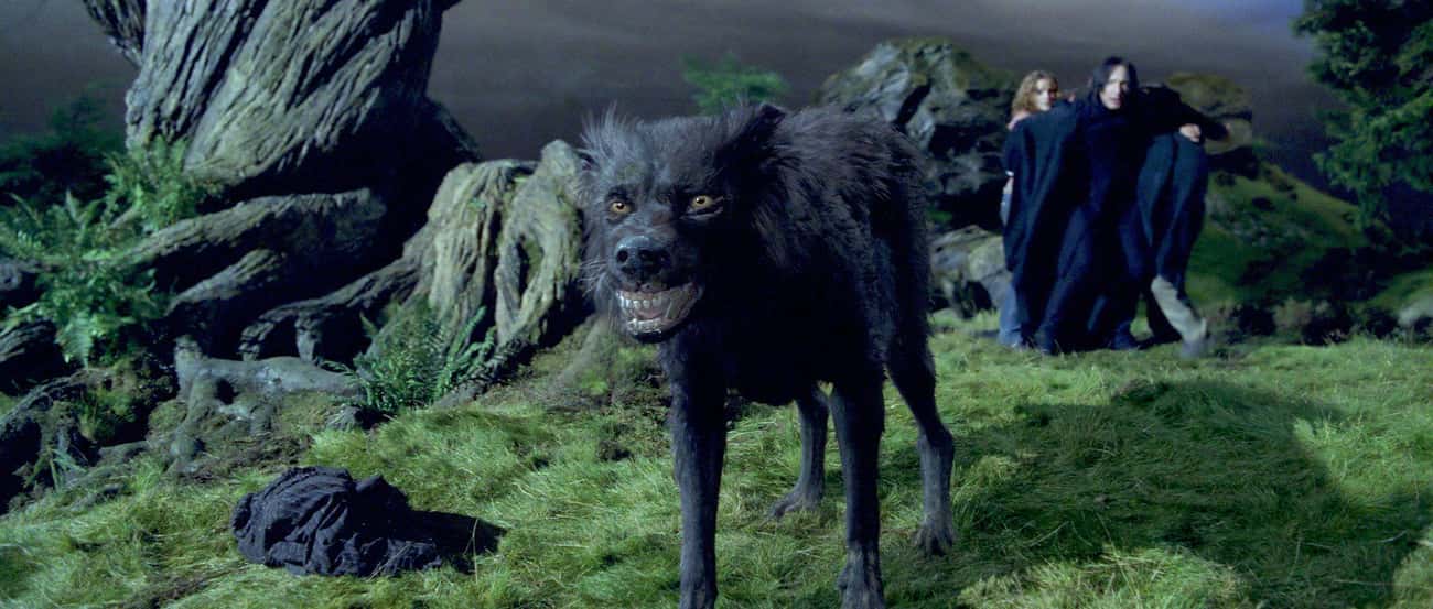 Malfoy Recognizes Sirius's Dog Form And Threatens Harry With This Knowledge