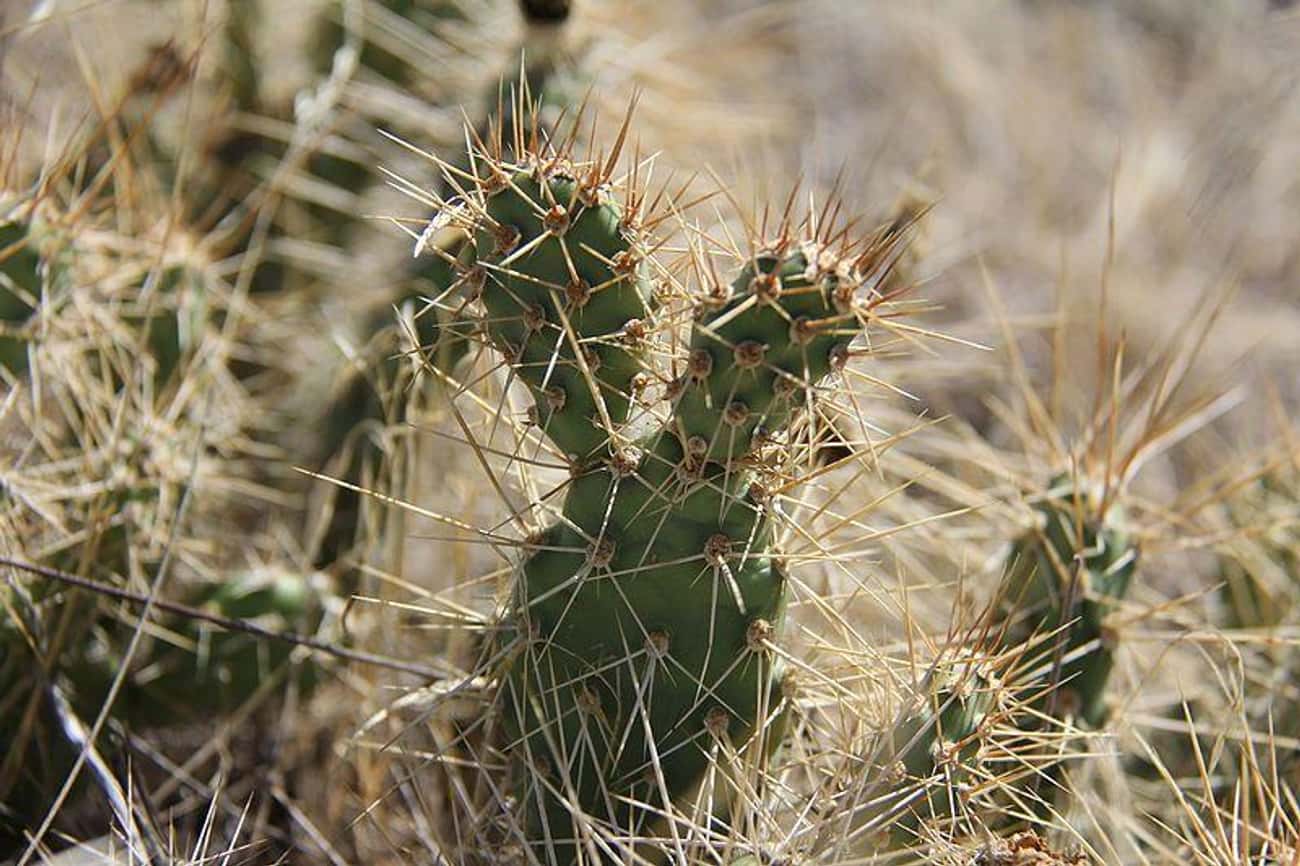 MYTH: Drink Cactus Water If You're Stuck In A Desert