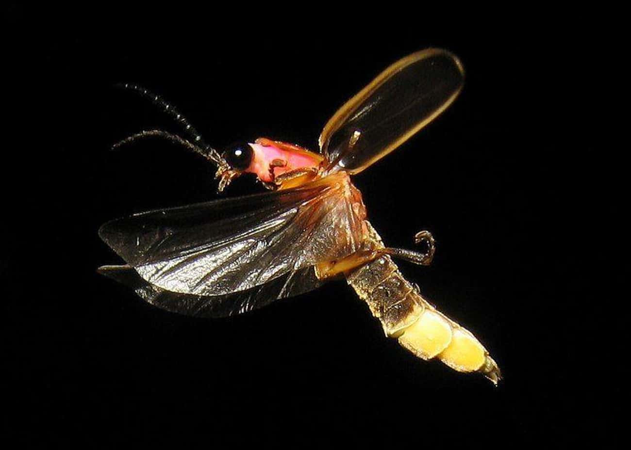 Кто такой светлячок. Светлячка Photinus Pyralis. Жук светляк. Жук Photinus. Firefly Светлячок насекомое.