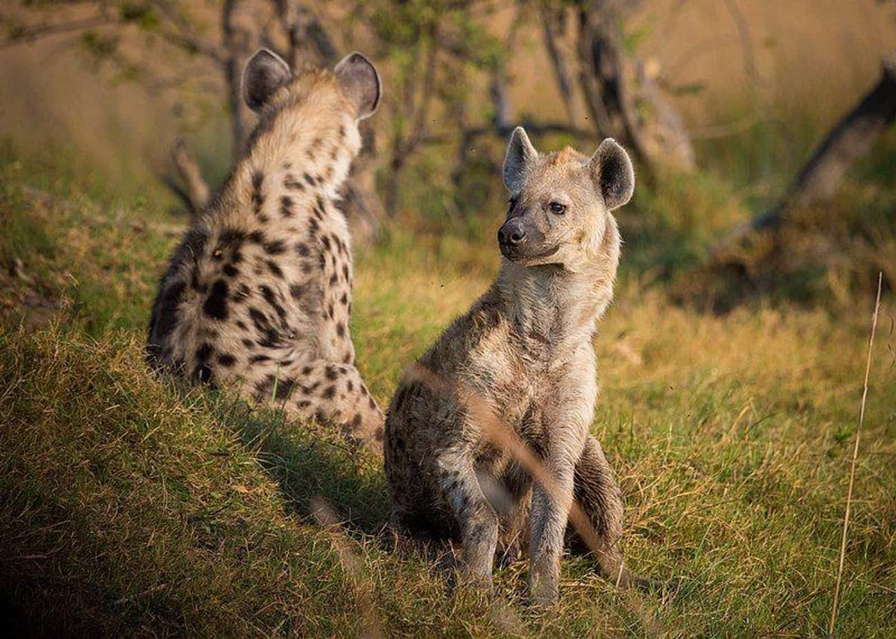 Female Spotted Hyenas Have Functional Penises