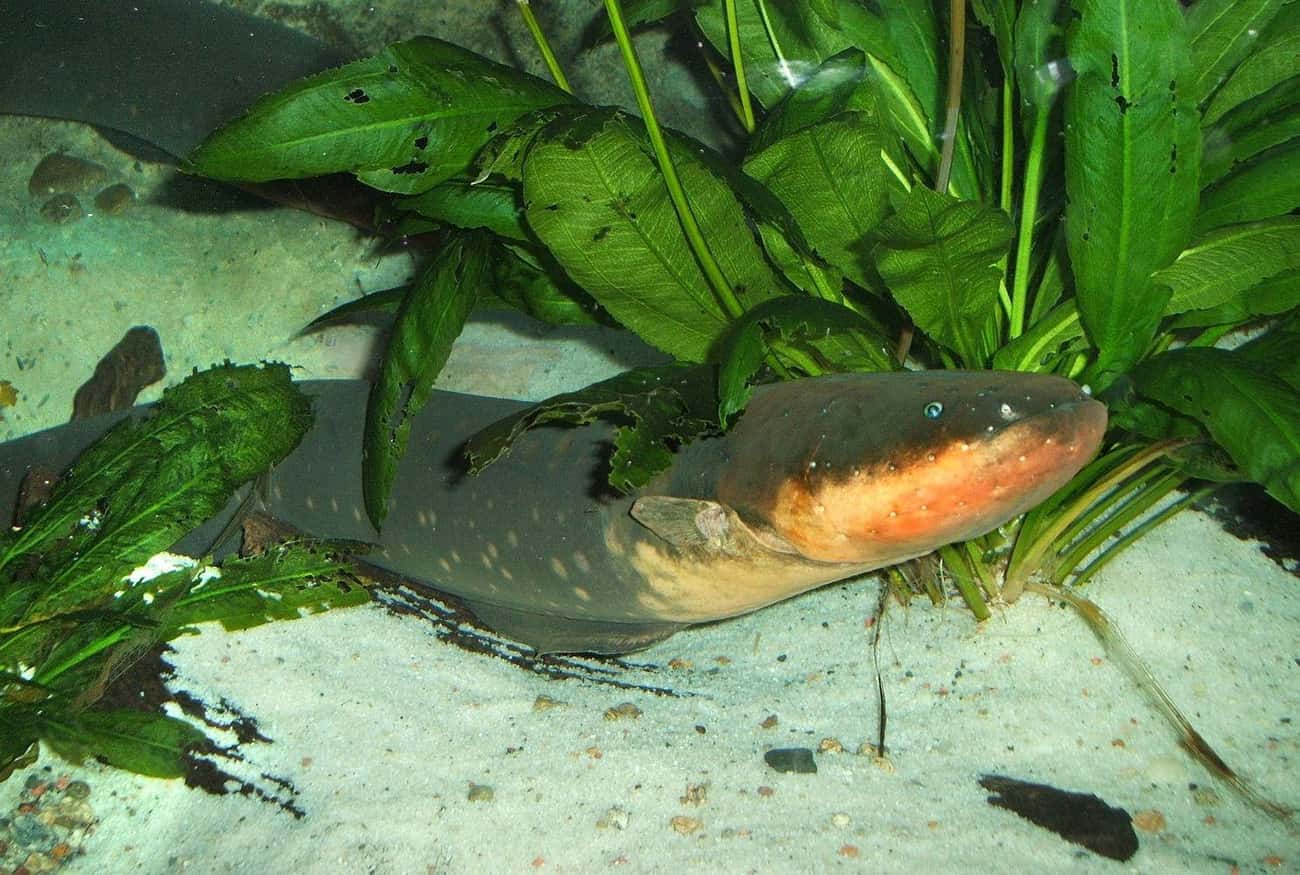 Electric Eels Can Remotely Control Their Prey