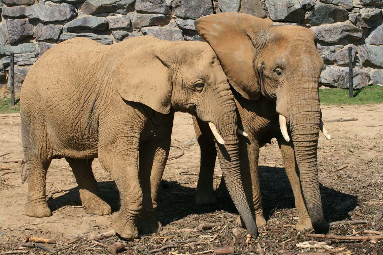 Elephants Can Maneuver Their Nether Parts Like A Trunk